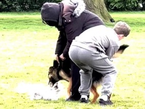 伦敦一公园发生恶犬袭击事件，男子猛戳狗屁股迫使其松口，场面一度失控