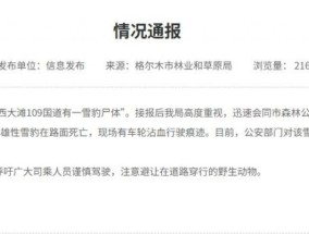 青海格尔木回应“雪豹在路面死亡”：现场有车轮沾血行驶痕迹