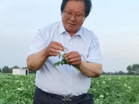 “土豆大王”梁希森逝世，他为中国育出一颗好土豆