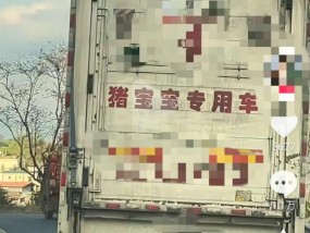 云南“猪宝宝专用车”上路萌翻全网，网友调侃：停下！我朋友还没上车！
