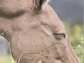 地铁野马摄影广告被指“严重视觉污染”，摄影师回应：看来说这话的人没去过草原